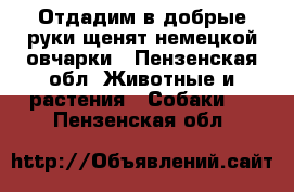 Отдадим в добрые руки щенят немецкой овчарки - Пензенская обл. Животные и растения » Собаки   . Пензенская обл.